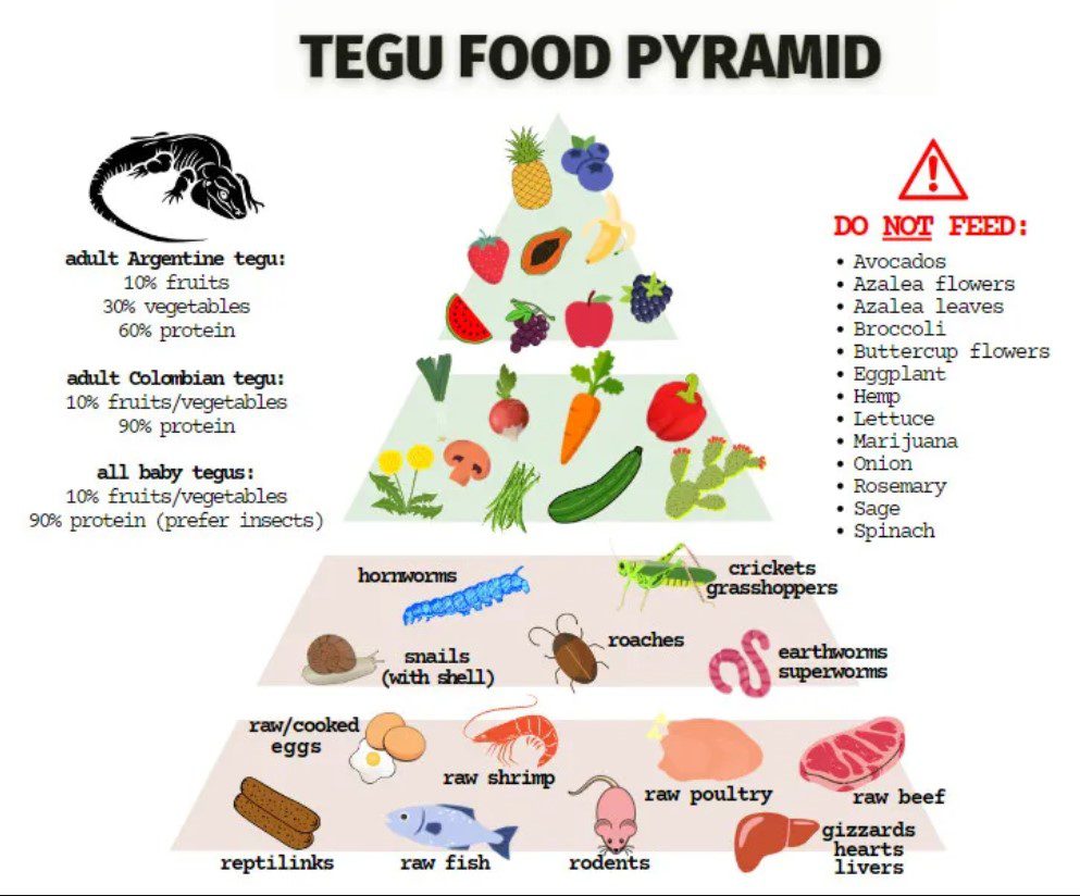 Essential Foods for Argentine Tegus Diet