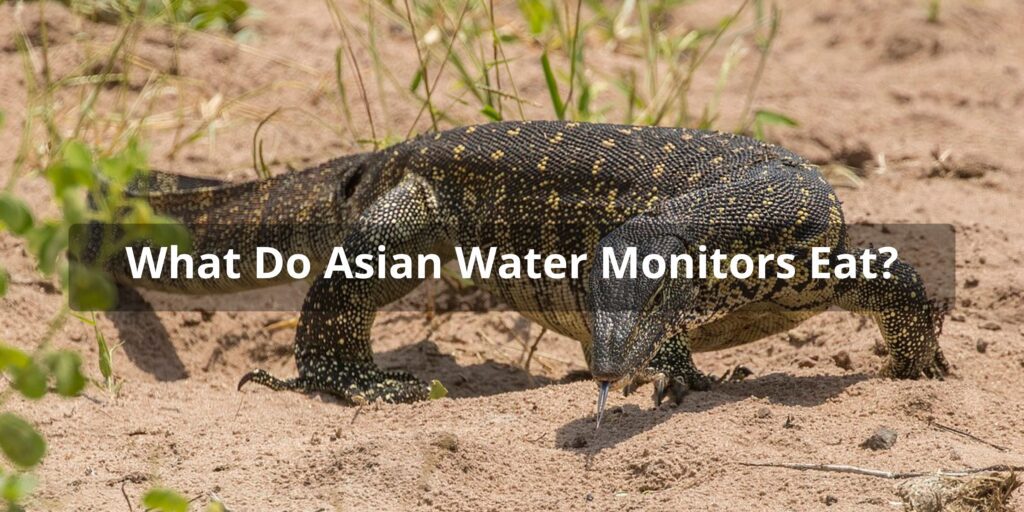 Asian Water Monitor Diet