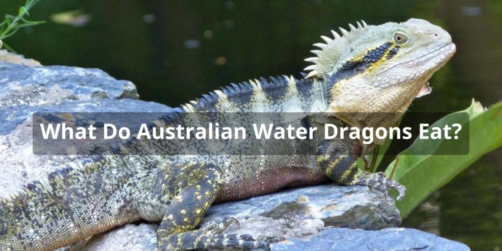Australian Water Dragons Diet