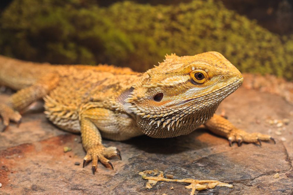 What do Bearded Dragons eat