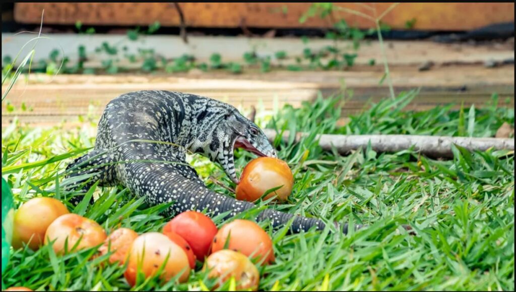 Feeding Guidelines for Black and White Tegus Owners