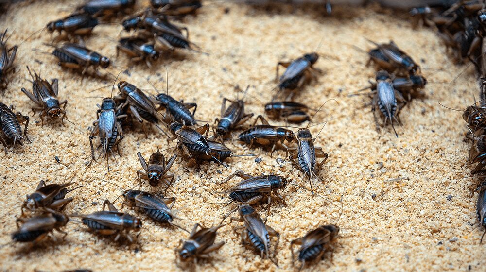 How to Breed Crickets for Lizards