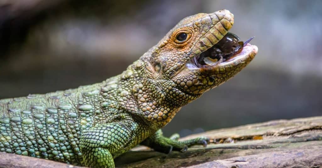 Feeding Guidelines for Caiman lizards Owners