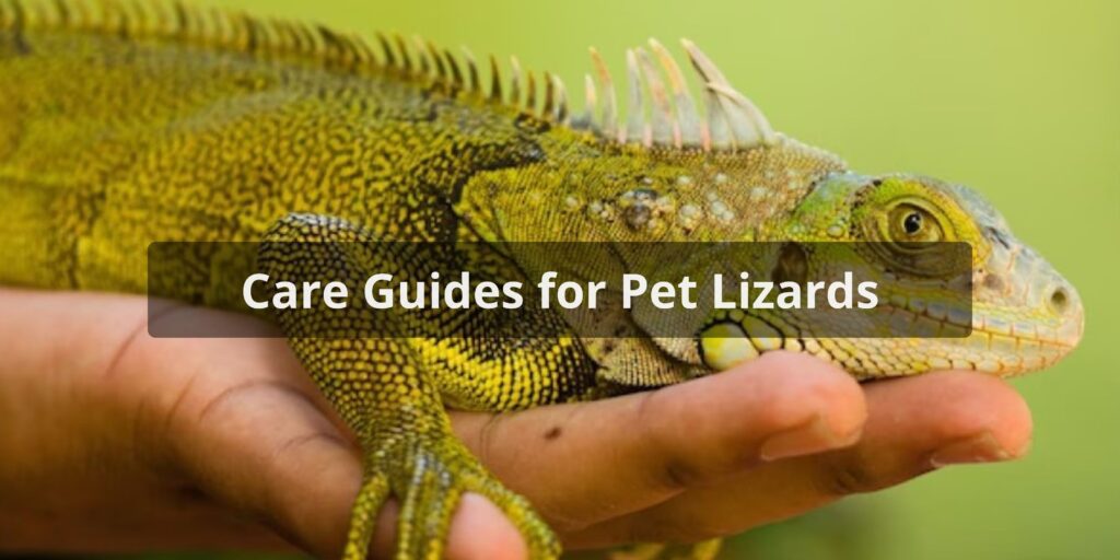 Care Guides for Pet Lizards