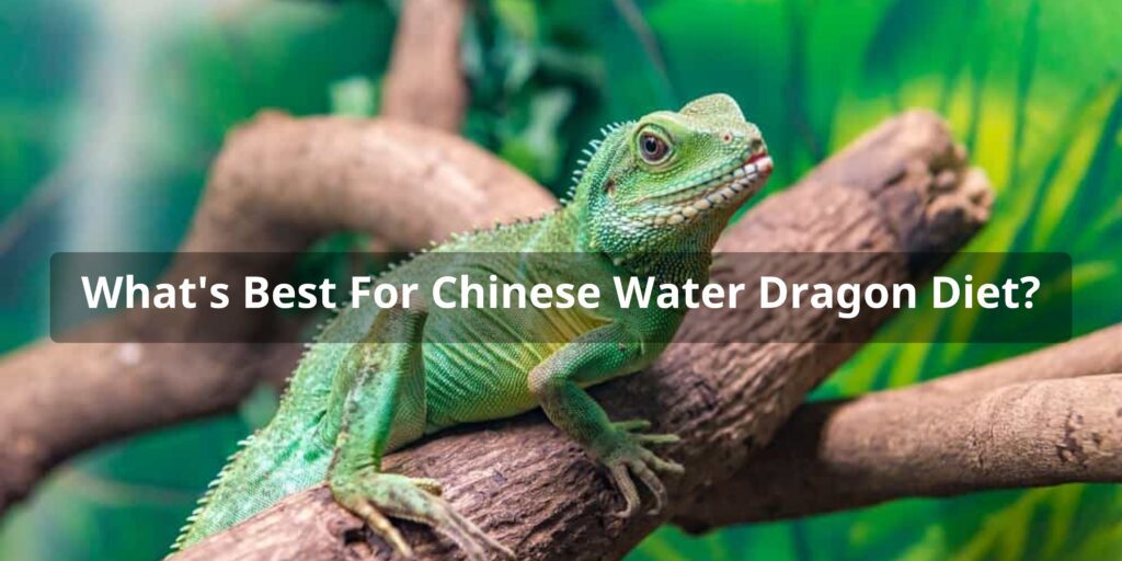 What's Best for Your Chinese Water Dragon: Navigating the Chinese Water Dragon Diet
