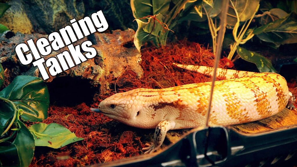 Cleaning the Lizard Tank