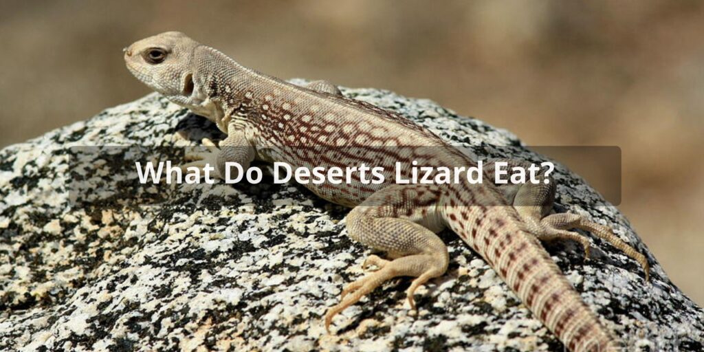 Desert Lizard Diet