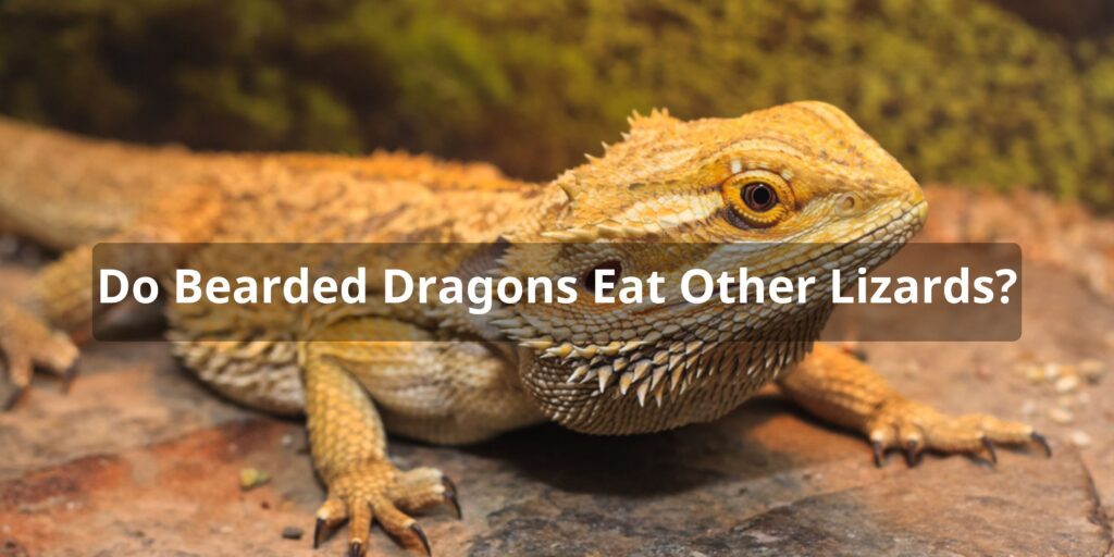 Do Bearded Dragons Eat Other Lizards