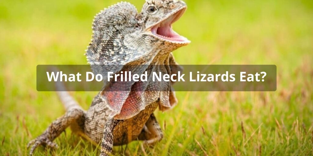 The Frilled Neck Lizard Diet: What Do Frilled Neck Lizards Eat