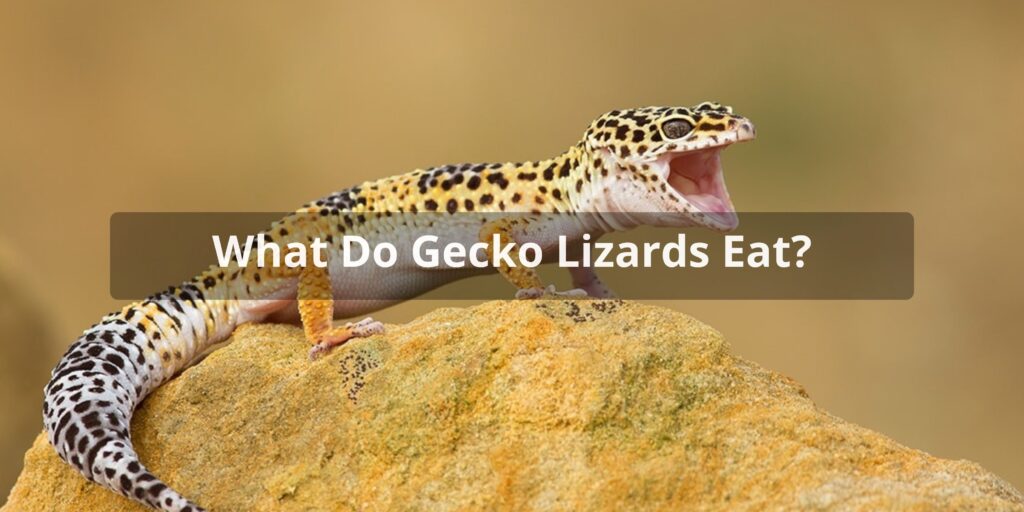 Gecko Lizard Diet & Feeding Tips