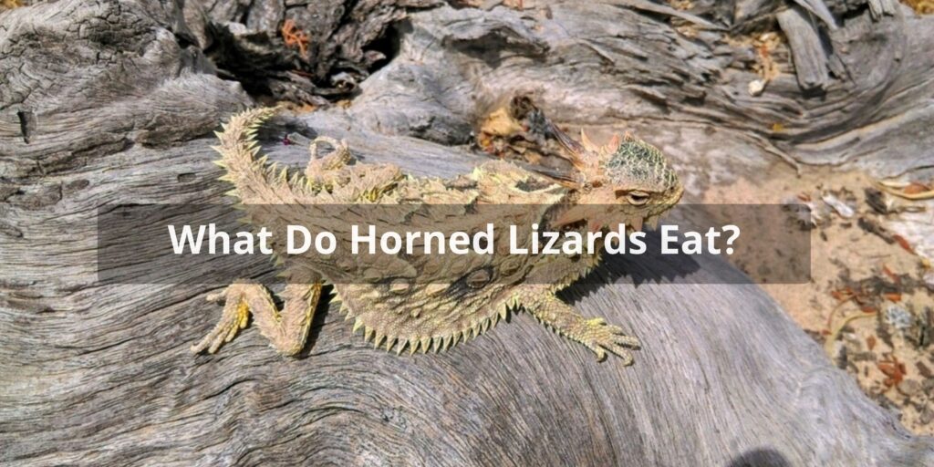 Horned Lizard Diet