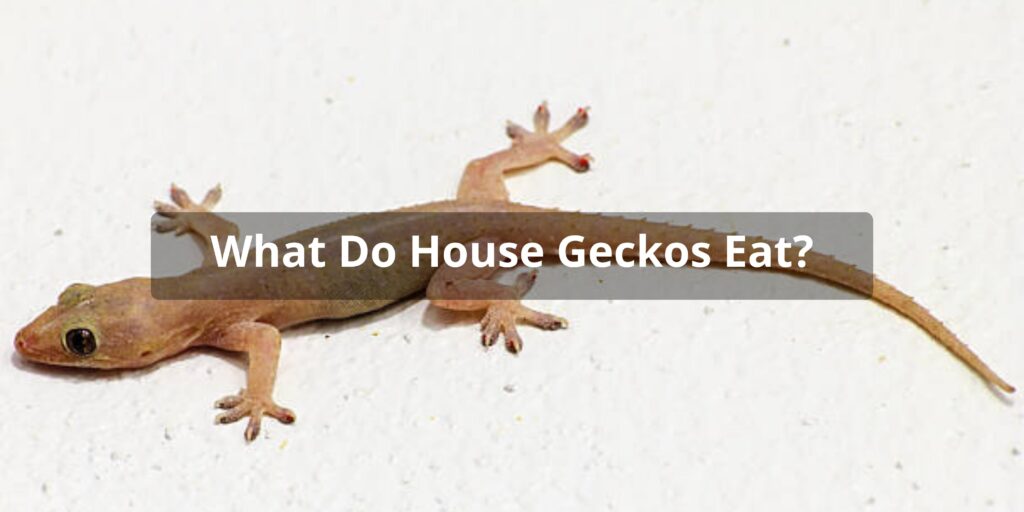 House Geckos Diet