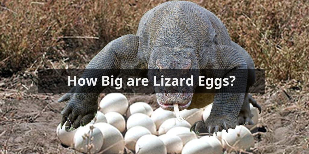 How Big are Lizard Eggs