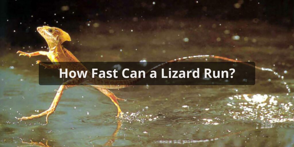How Fast Can a Lizard Run