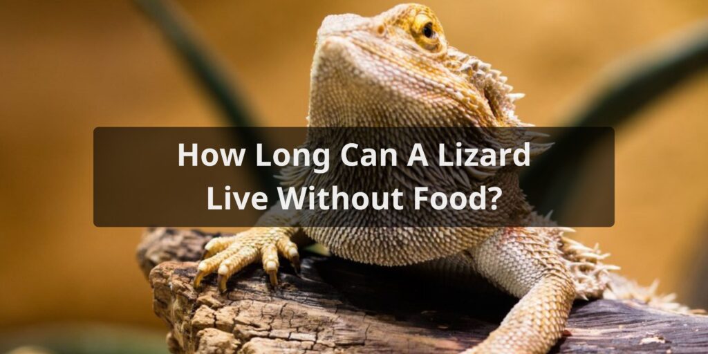 How Long Can A Lizard Live Without Food