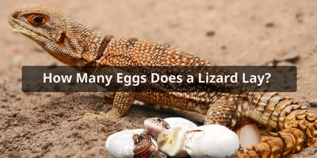 How Many Eggs Does a Lizard Lay