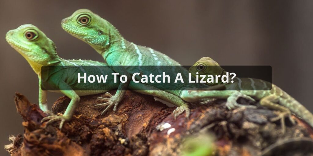 How To Catch A Lizard