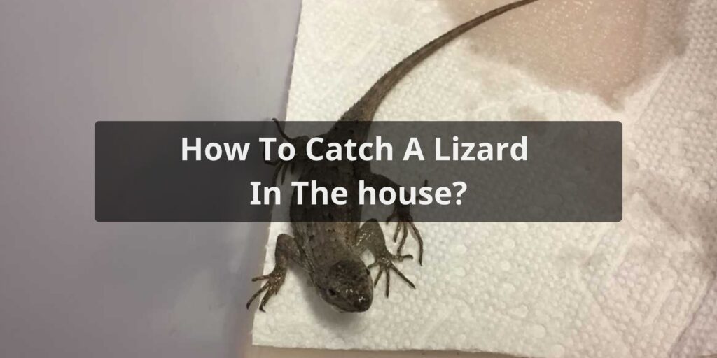 How To Catch A Lizard In The house?