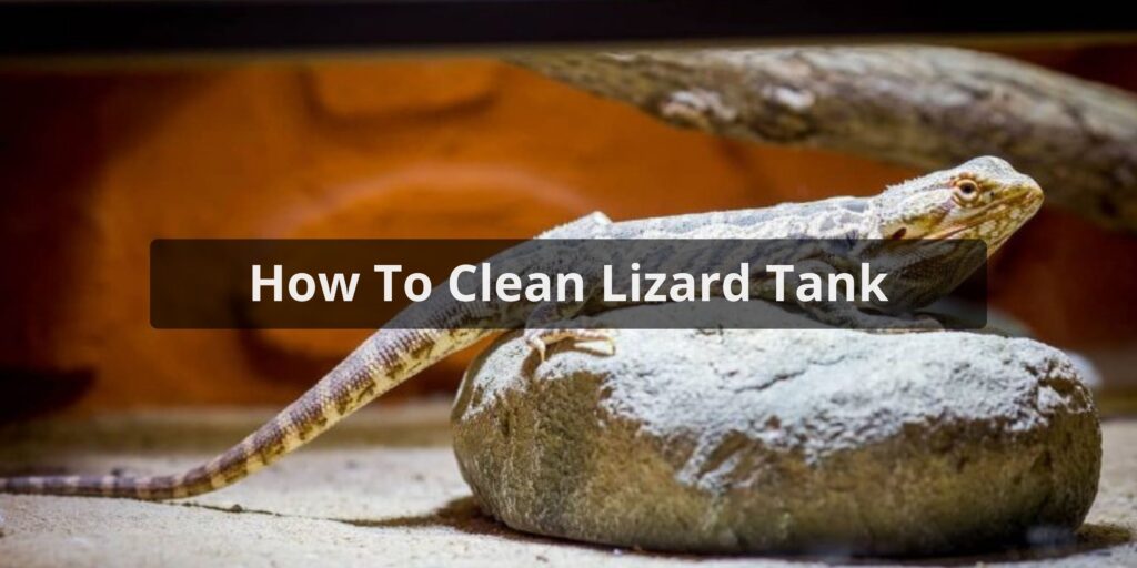 How To Clean A Lizard Tank