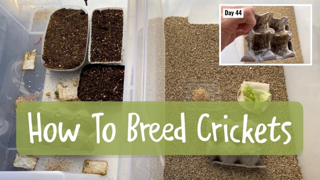 How To Breed Crickets for Lizards