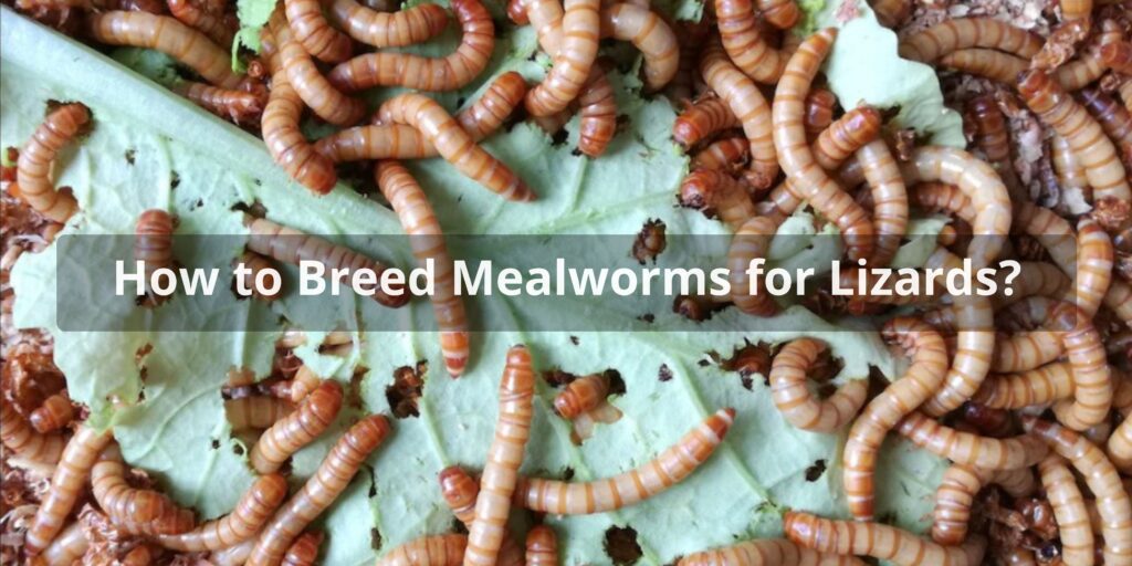 How to Breed Mealworms for Lizards