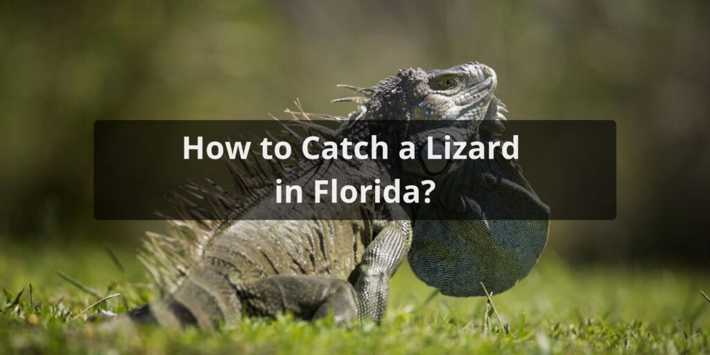 How to Catch a Lizard in Florida