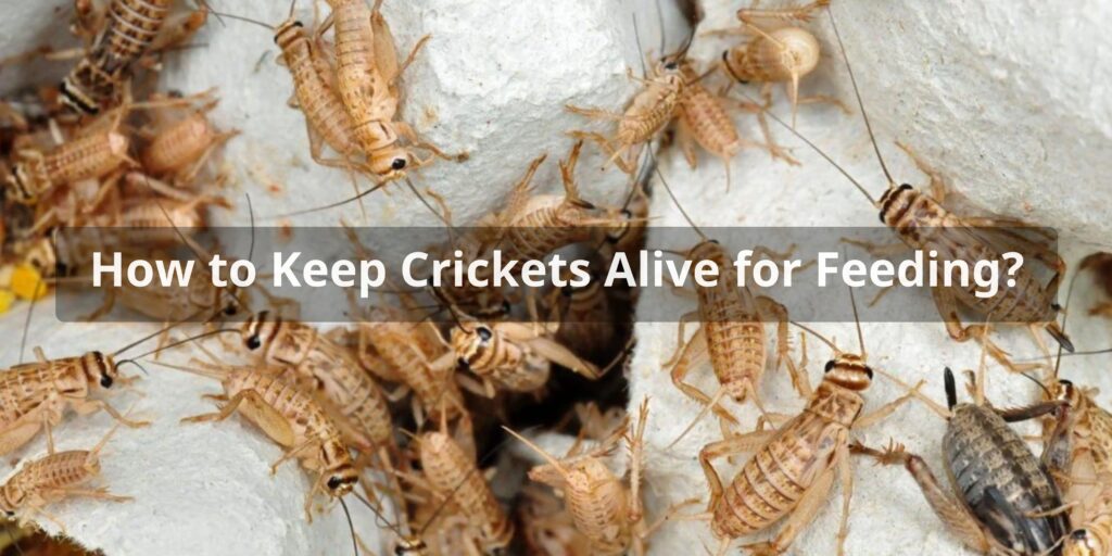 How to Keep Crickets Alive for Feeding