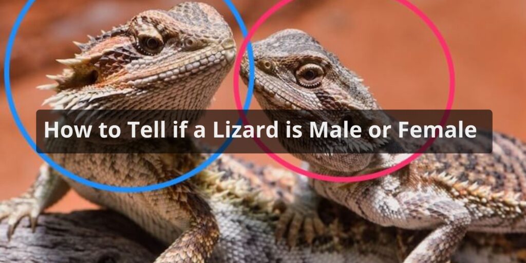How to Tell if a Lizard is Male or Female