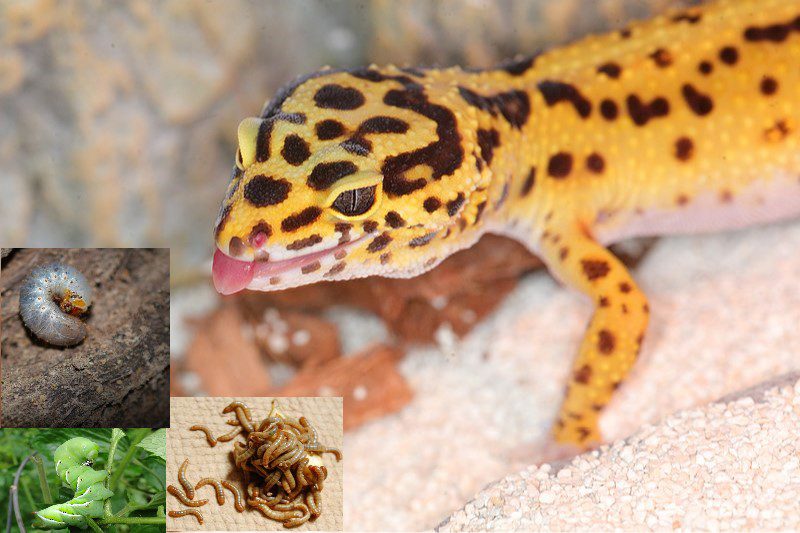 Rules and Tips for Feeding Leopard Gecko Diet