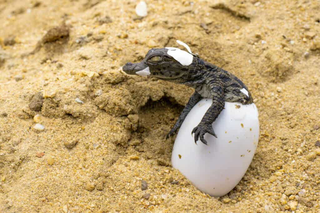 Factors Affecting Lizard Egg Size