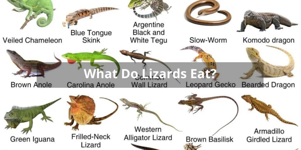 Lizards Diet