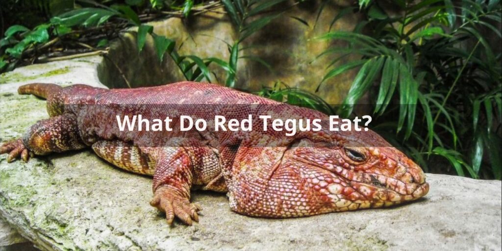 Top Foods in Red Tegu Diet
