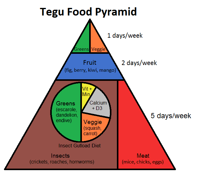 Essential Foods for Red Tegu Diet