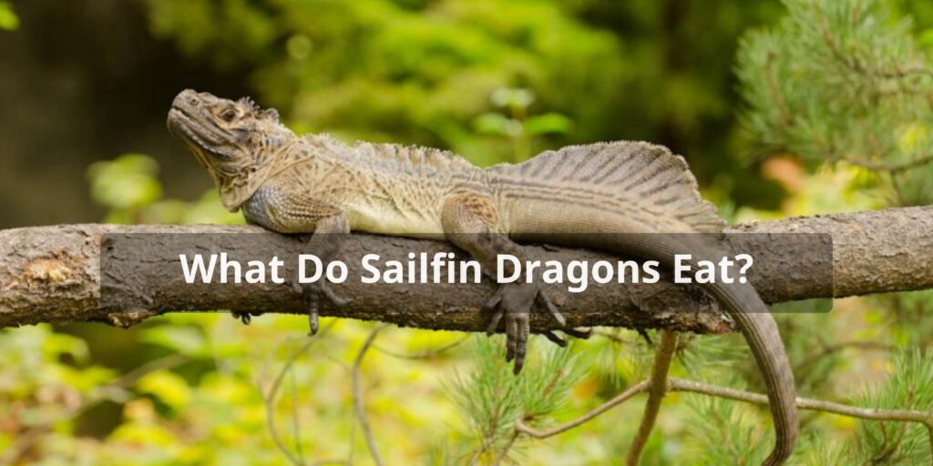 Sailfin Dragon Diet