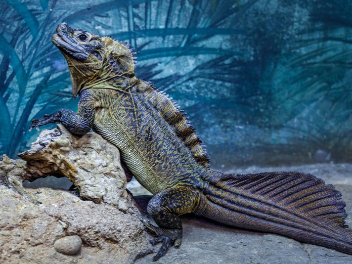 Feeding Guidelines for Sailfin Dragon Owners
