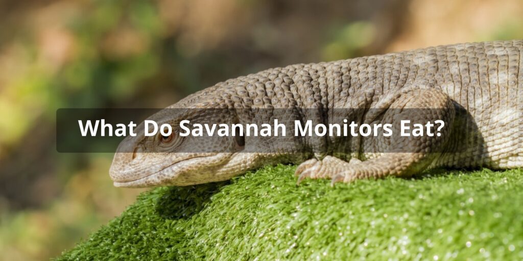 Savannah Monitors Diet