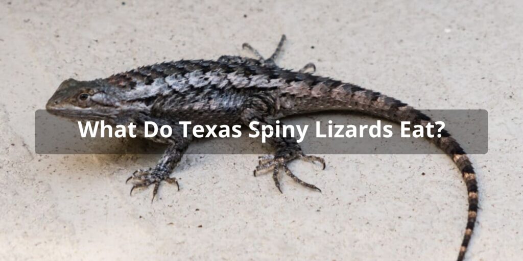 Texas Spiny Lizards Diet