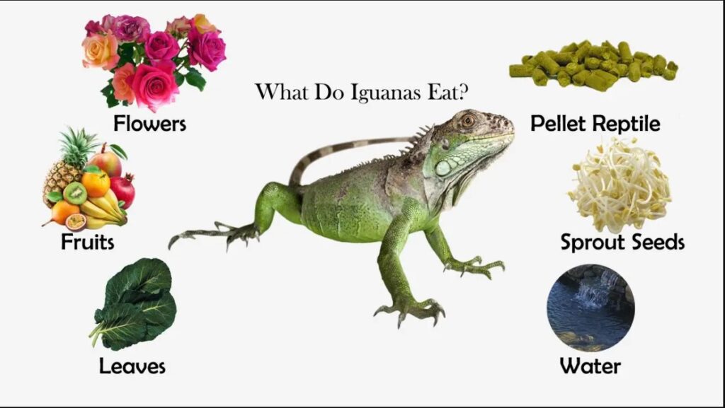 Essential Foods for the Green Iguana Diet