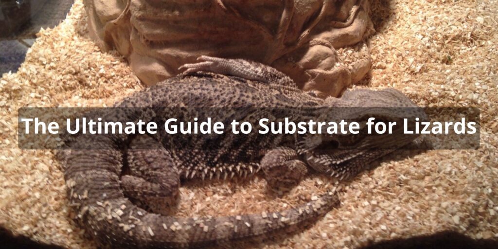 The Ultimate Guide to Substrate for Lizards