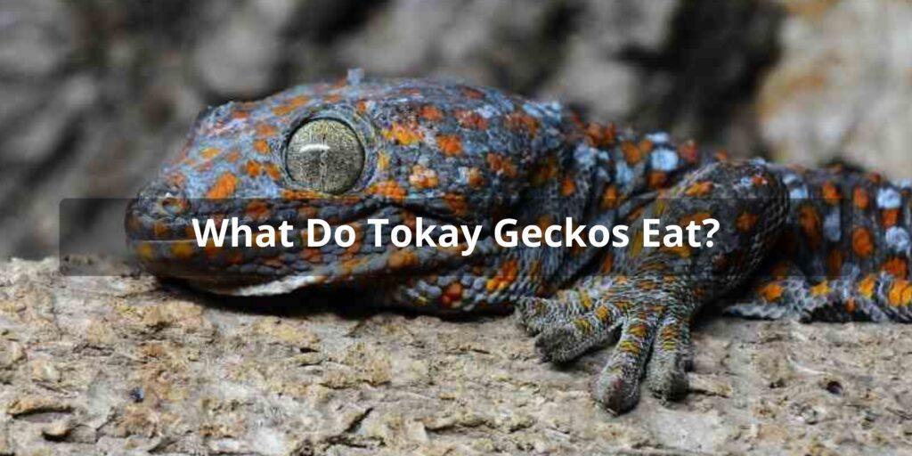Tokay Gecko Diet