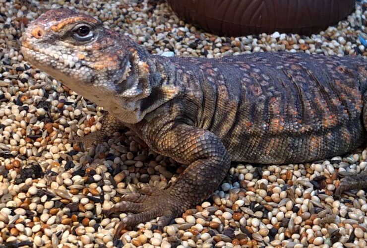 Feeding Guidelines for Uromastyx Owners