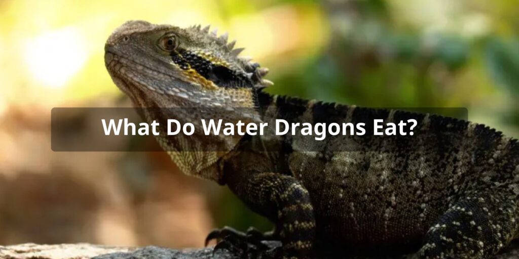 Water Dragons Diet