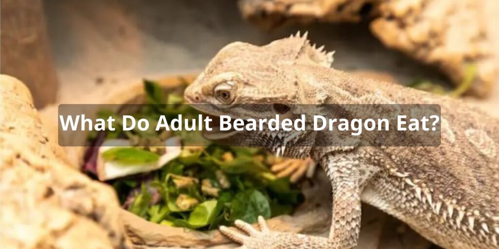 What Do Adult Bearded Dragon Eat - Top Foods in Adult Bearded Dragon Diets 2023