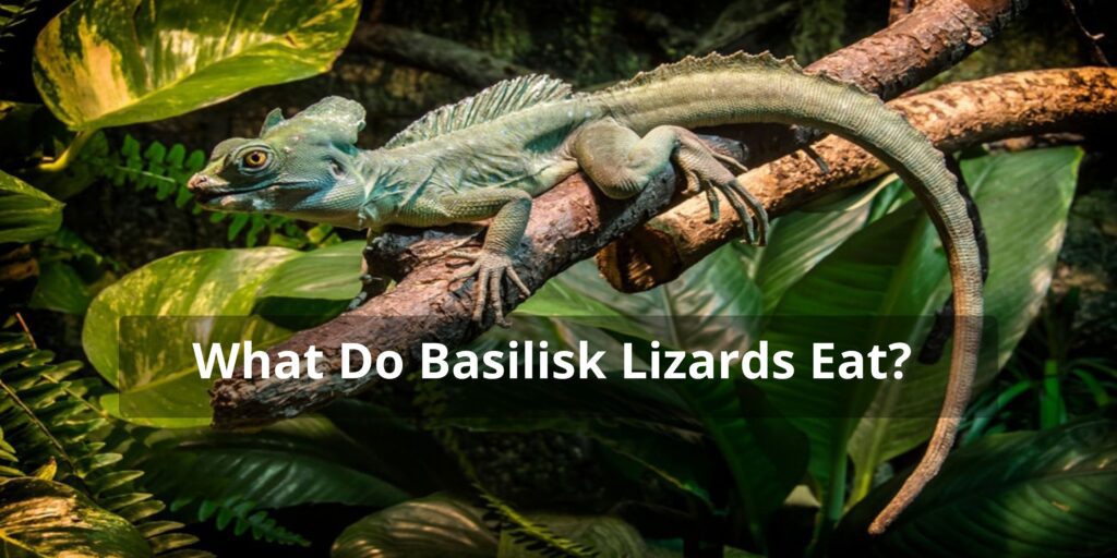 What Do Basilisk Lizards Eat