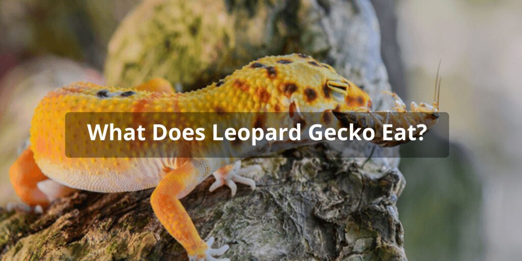 What Do Geckos Eat Leopard Gecko Diet