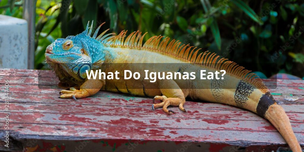 What Do Iguanas Eat - Iguana Diet & Feeding Tips