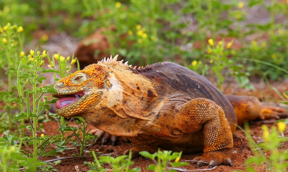Feeding Guidelines for Iguana Owners
