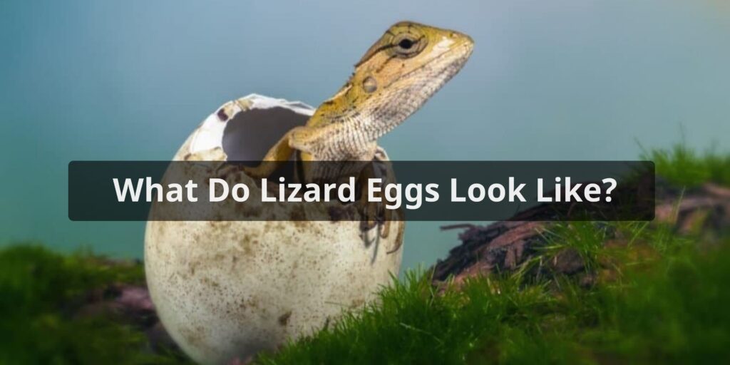 What Do Lizard Eggs Look Like