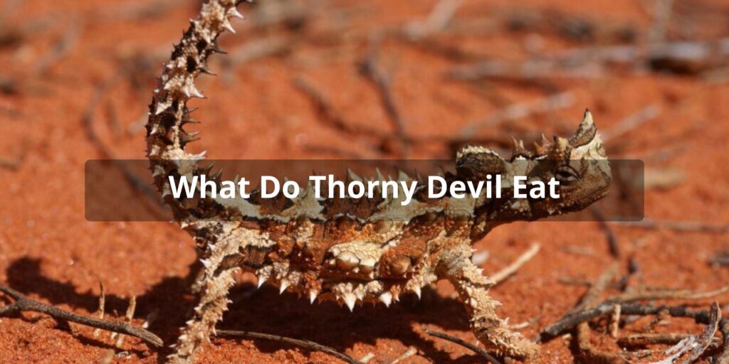 What Do Thorny Devil Eat - Thorny Devil Diet