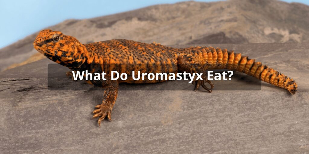 What Do Uromastyx Eat - Uromastyx Diet
